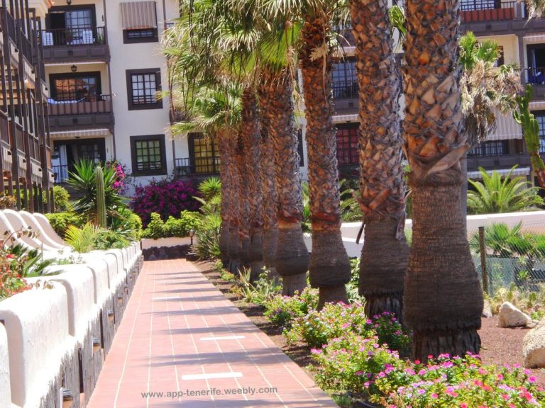 wandelpad met palmbomen