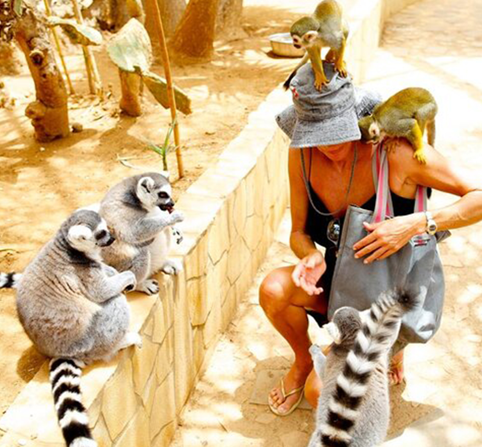 Monkey Park